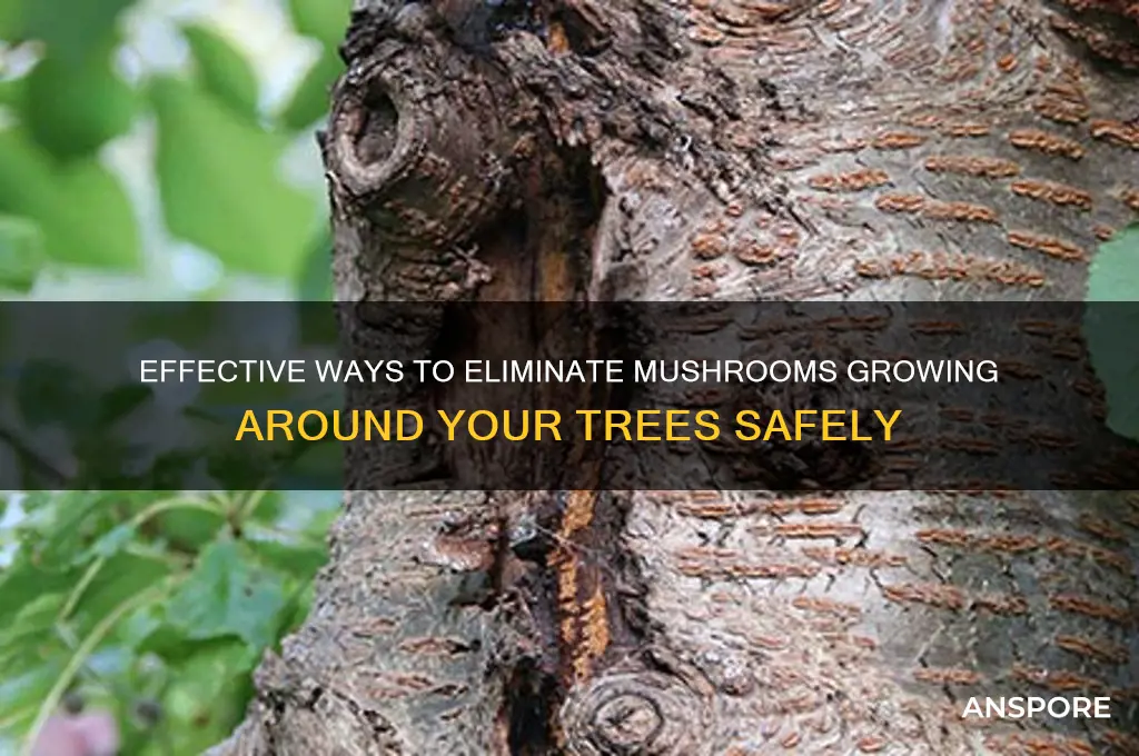 how to kill mushrooms around trees