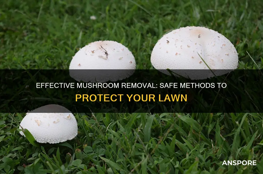 how to kill mushrooms but not grass