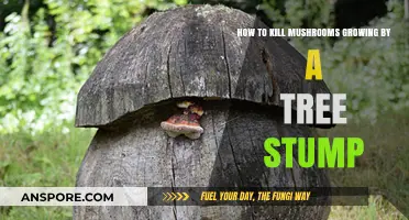 Effective Ways to Eliminate Mushrooms Growing Near Tree Stumps