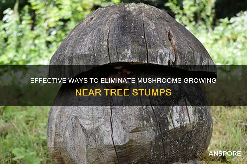 how to kill mushrooms growing by a tree stump