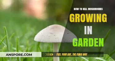 Effective Ways to Eliminate Unwanted Mushrooms in Your Garden