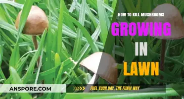 Effective Ways to Eliminate Unwanted Mushrooms from Your Lawn