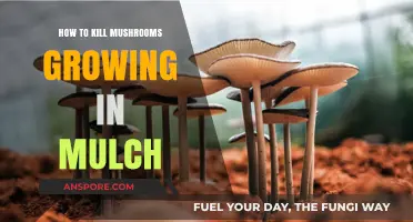 Effective Ways to Eliminate Mushrooms Growing in Your Mulch Beds