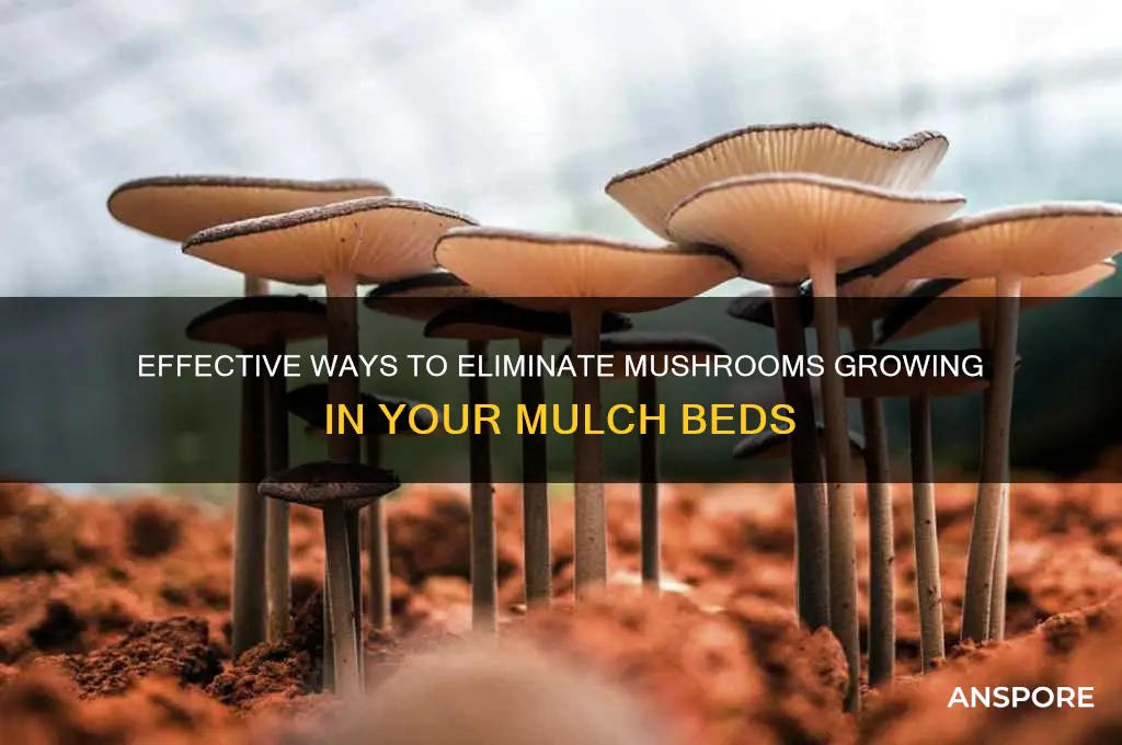how to kill mushrooms growing in mulch