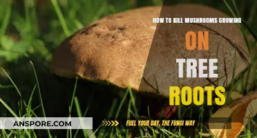 Effective Methods to Eradicate Mushrooms Growing on Tree Roots