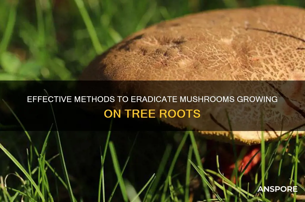 how to kill mushrooms growing on tree roots