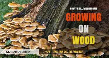 Effective Methods to Eliminate Mushrooms Growing on Wood Surfaces