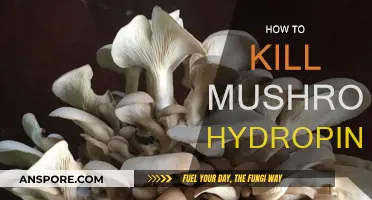 Killing Mushrooms in Hydroponics: A Guide