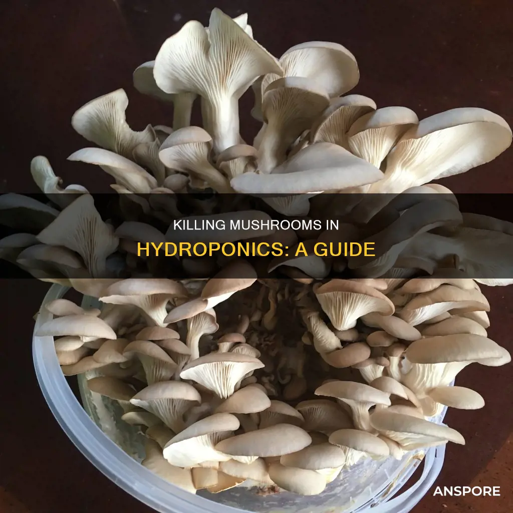 how to kill mushrooms hydropinic