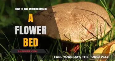 Effective Ways to Eliminate Mushrooms in Your Flower Bed