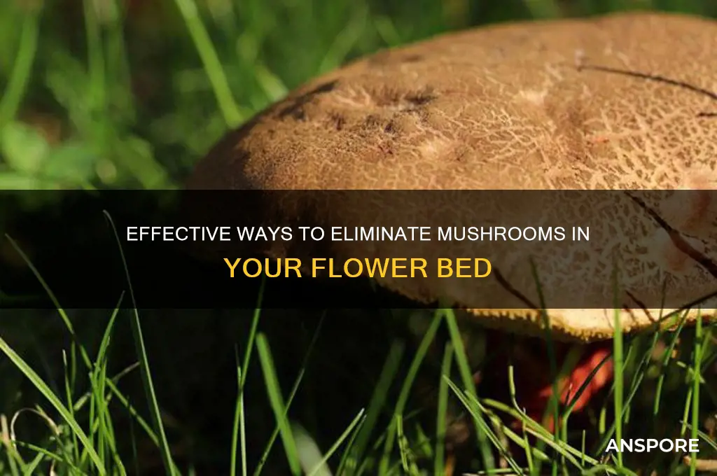 how to kill mushrooms in a flower bed