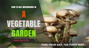 Effective Ways to Eliminate Mushrooms in Your Vegetable Garden