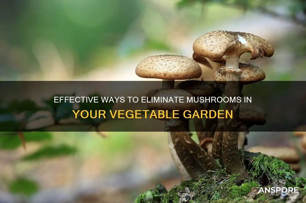 how to kill mushrooms in a vegetable garden