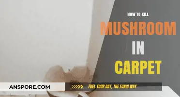 Effective Ways to Eliminate Mushrooms Growing in Your Carpet