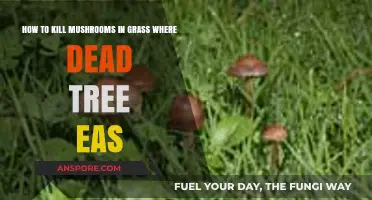 Eliminate Mushrooms in Grass Near Dead Trees: Effective Methods