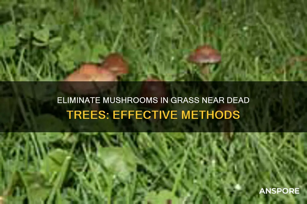 how to kill mushrooms in grass where dead tree eas