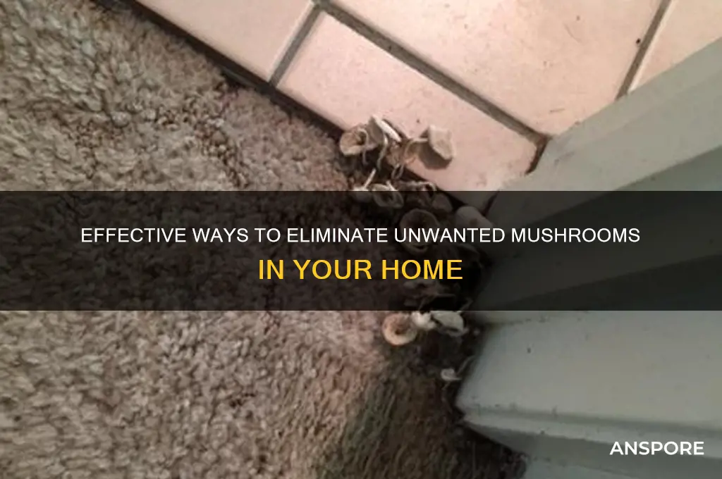 how to kill mushrooms in house