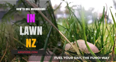 Effective Ways to Eliminate Mushrooms in Your New Zealand Lawn