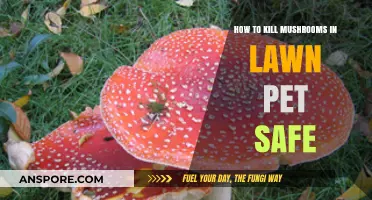 Pet-Safe Mushroom Removal: Effective Lawn Care Tips for a Healthy Yard
