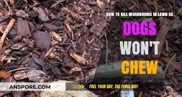 Safe Lawn Care: Eliminating Mushrooms to Protect Your Dogs