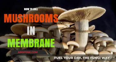 Effective Methods to Eradicate Mushrooms Growing in Membrane Surfaces