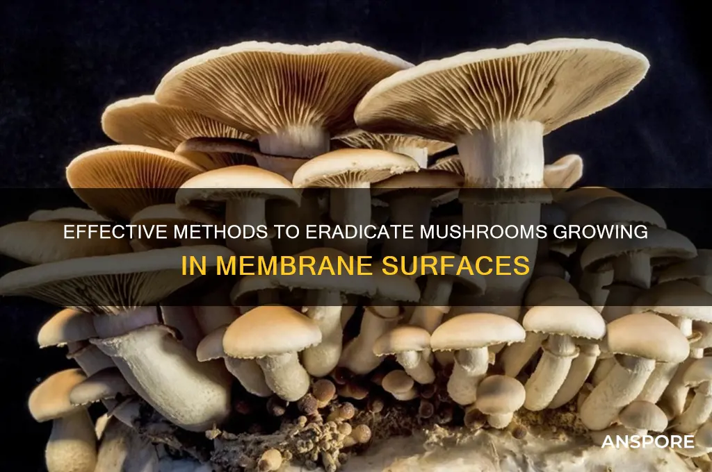 how to kill mushrooms in membrane