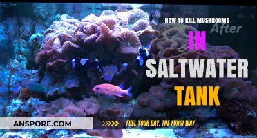 Effective Methods to Eradicate Mushrooms in Your Saltwater Aquarium