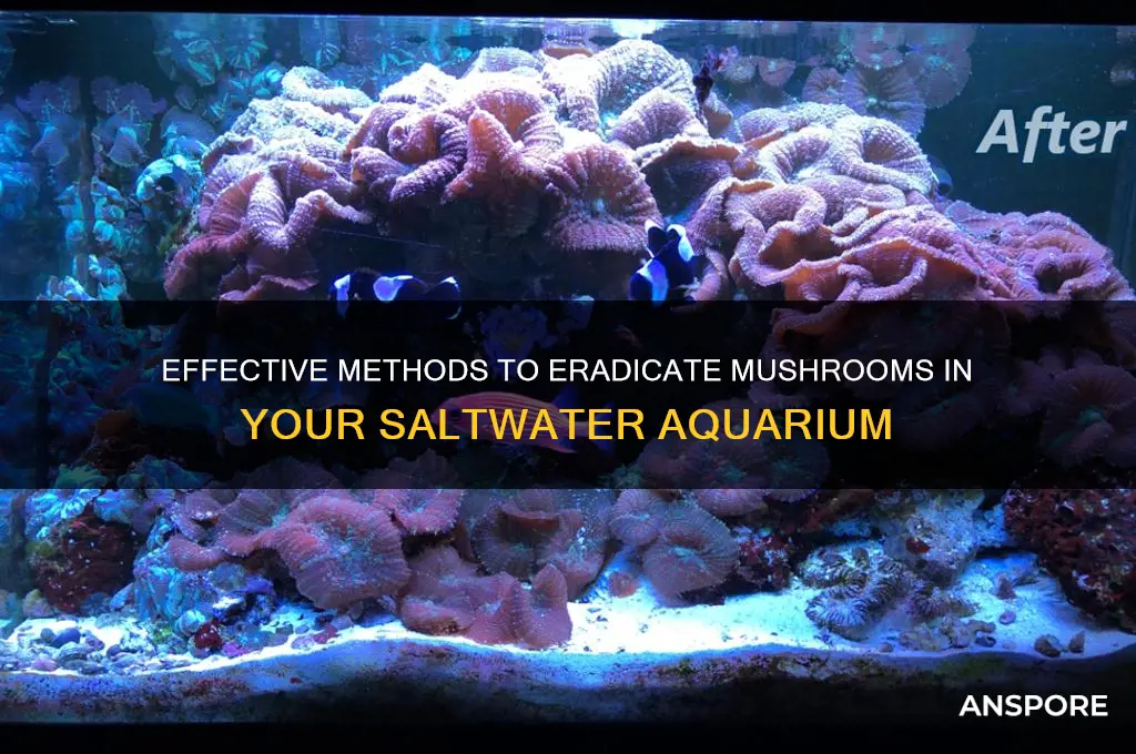 how to kill mushrooms in saltwater tank