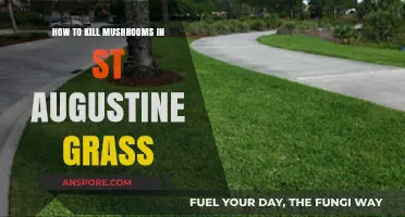Effective Ways to Eliminate Mushrooms in St. Augustine Grass