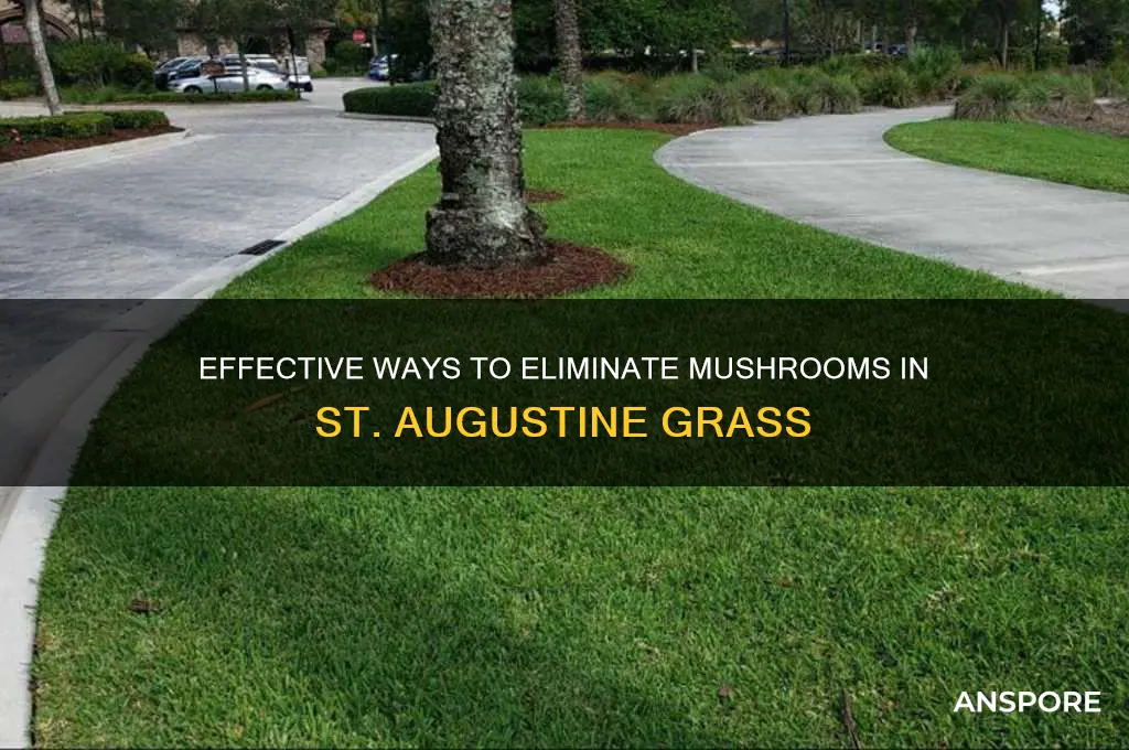 how to kill mushrooms in st augustine grass