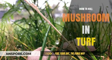 Effective Methods to Eliminate Mushrooms in Your Lawn Turf
