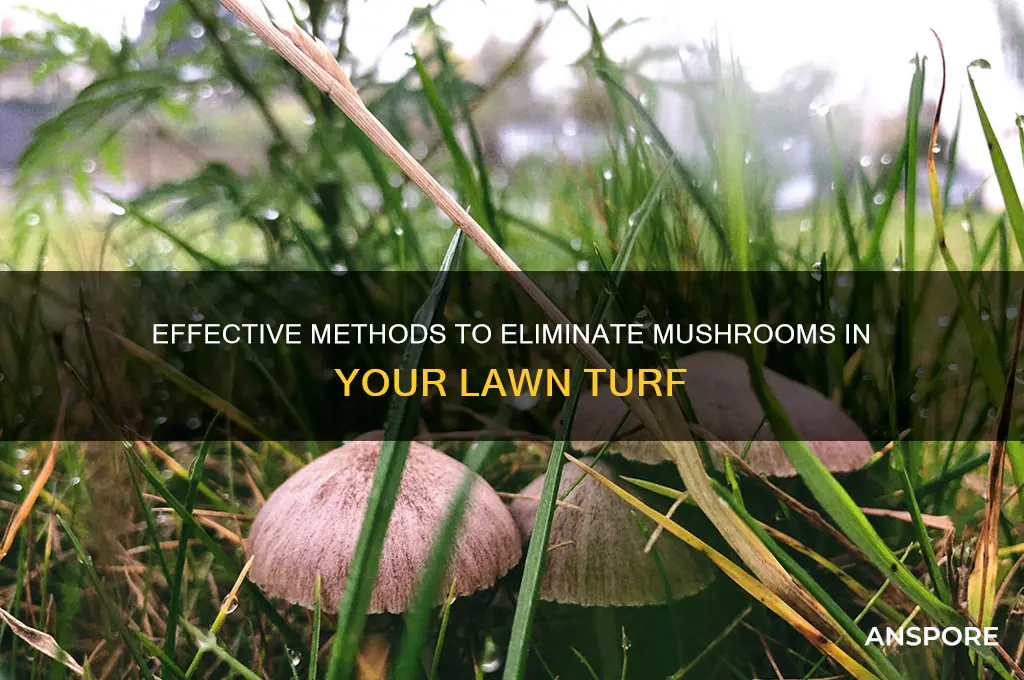 how to kill mushrooms in turf