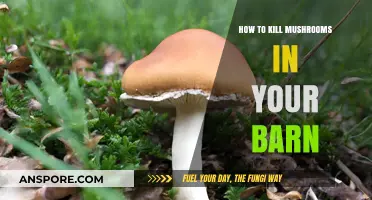 Effective Ways to Eliminate Mushrooms in Your Barn Permanently