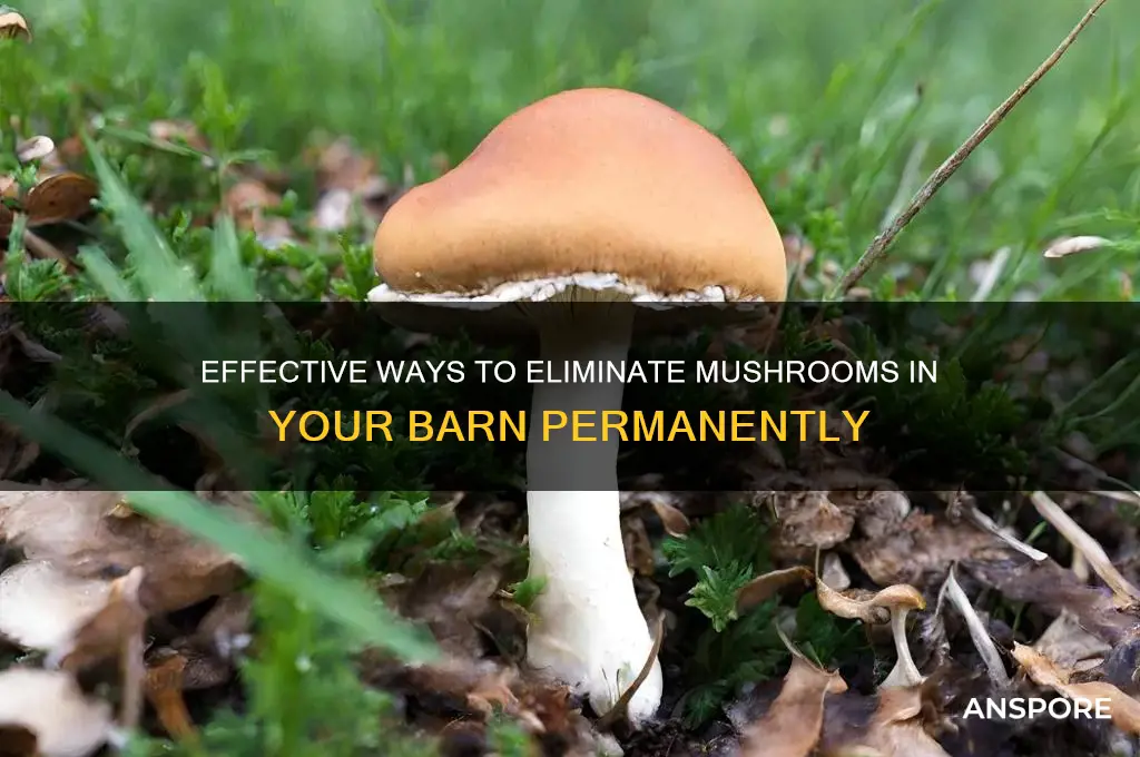 how to kill mushrooms in your barn