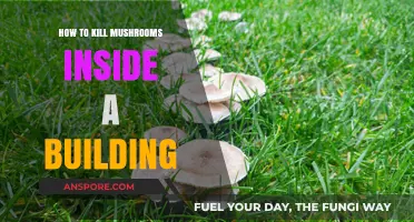 Effective Ways to Eliminate Indoor Mushroom Growth in Buildings