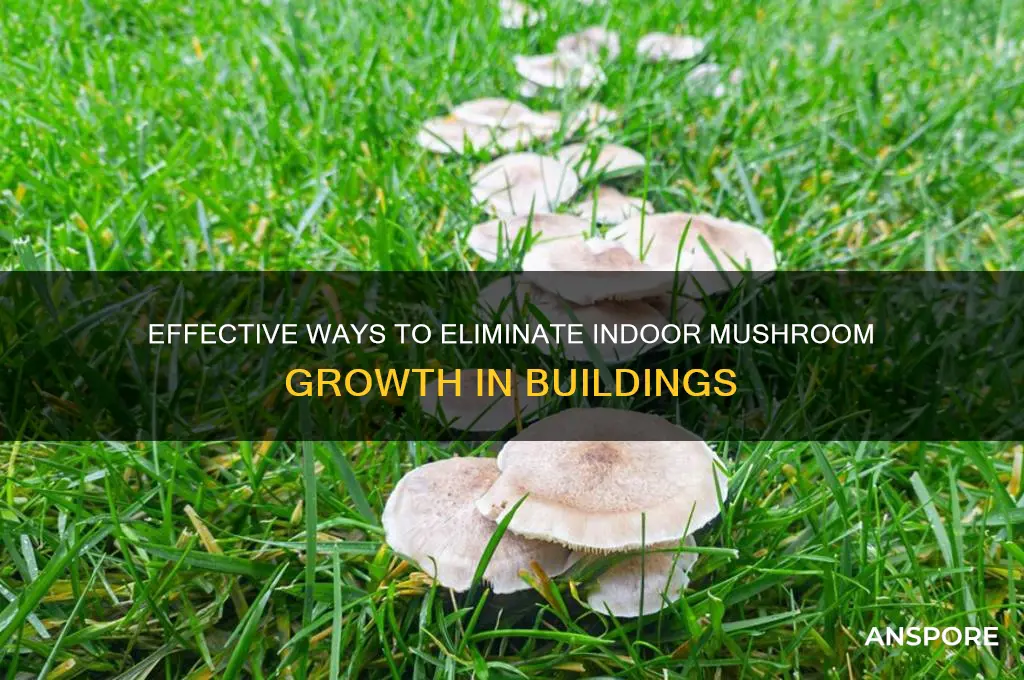 how to kill mushrooms inside a building