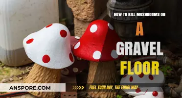 Effective Methods to Eradicate Mushrooms from Your Gravel Floor