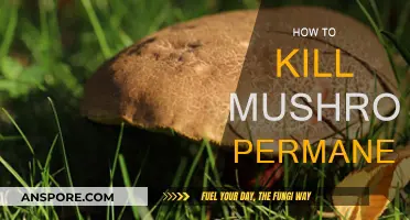 Get Rid of Mushrooms: Permanent Solutions for Your Garden