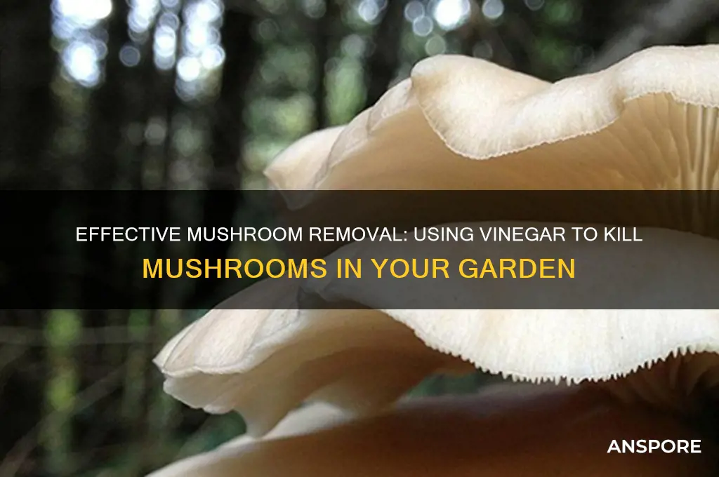how to kill mushrooms with vinegar hunker