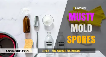 Effective Strategies to Eliminate Musty Mold Spores in Your Home