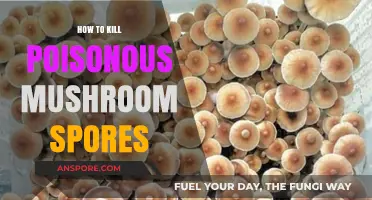 Effective Methods to Eradicate Poisonous Mushroom Spores Safely