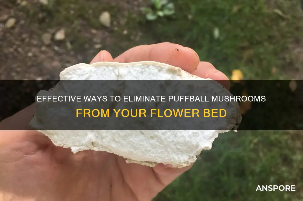 how to kill puffball mushrooms in flower bed