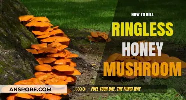 Effective Methods to Eradicate Ringless Honey Mushrooms in Your Garden