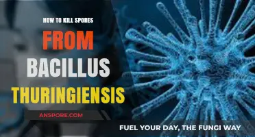 Effective Methods to Eliminate Bacillus Thuringiensis Spores Safely