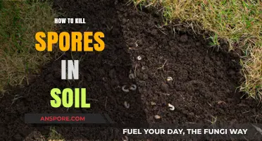 Effective Methods to Eliminate Spores in Soil for Healthy Plants