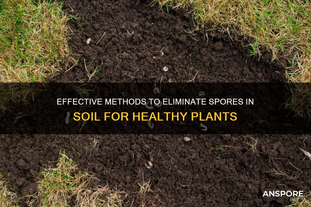how to kill spores in soil