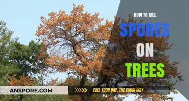 Effective Methods to Eradicate Tree Spores and Protect Your Trees