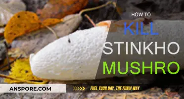 Eradicating Stinkhorn Mushrooms: A Step-by-Step Guide