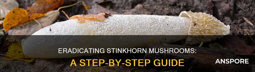how to kill stinkhorn mushroom