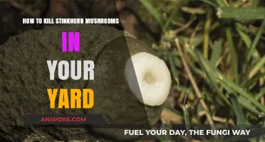 Effective Ways to Eliminate Stinkhorn Mushrooms from Your Yard